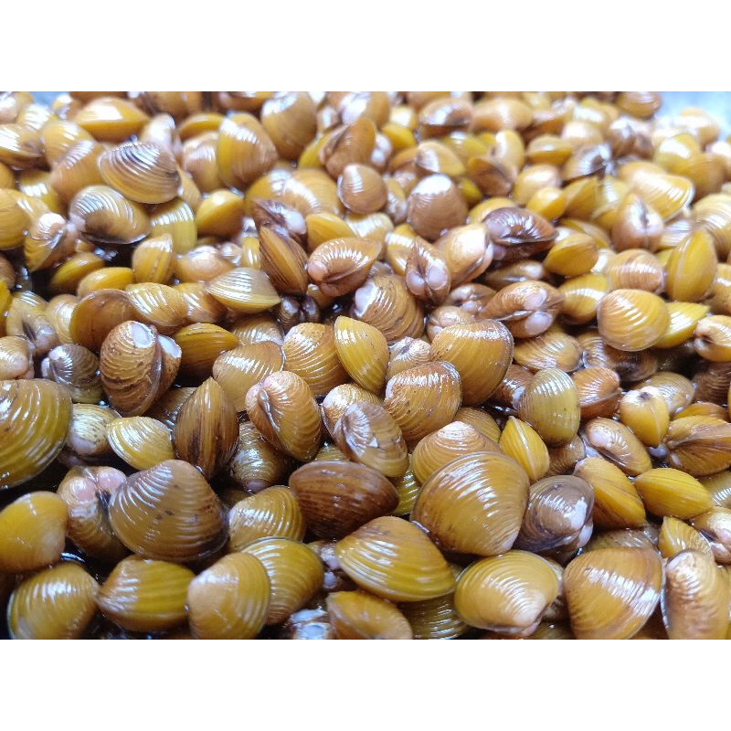

Remis kerang kuning 90 pcs plus bonus / kebutuhan akuarium hidup