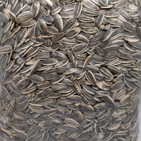 

SPESIAL AWAL TAHUN KWACI BIJI BUNGA MATAHARI KULIT 1 KG