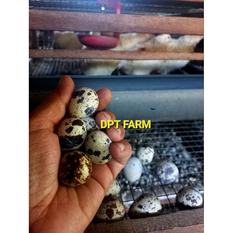 FGFG56846 Telur Puyuh Albino Mt Hitam Untuk di tetaskan ( Per butir ) 564568
