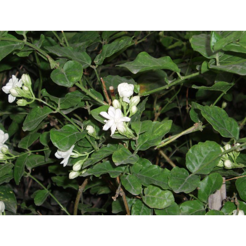 bibit melati | bunga melati | bibit melati paling bagus