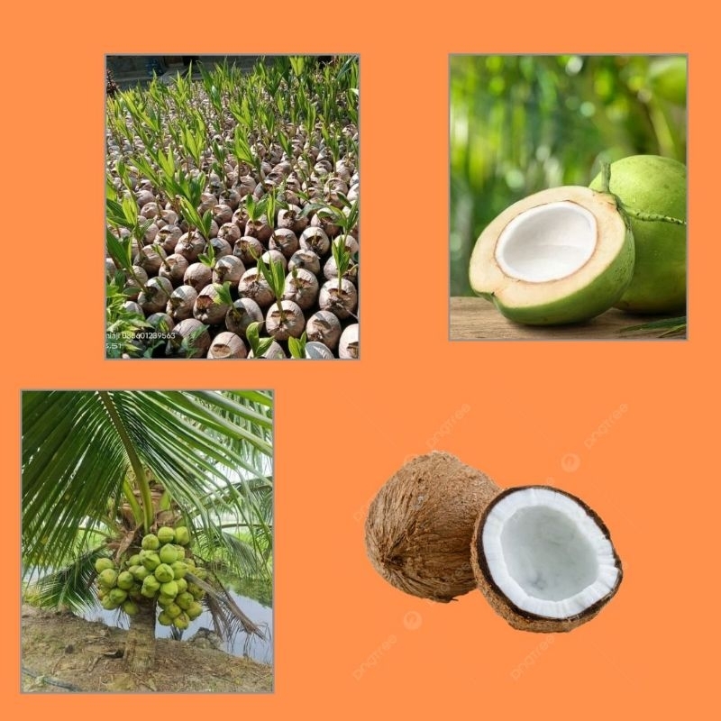 Kelapa Thailand, Kelapa Tunas, Kelapa Tanaman