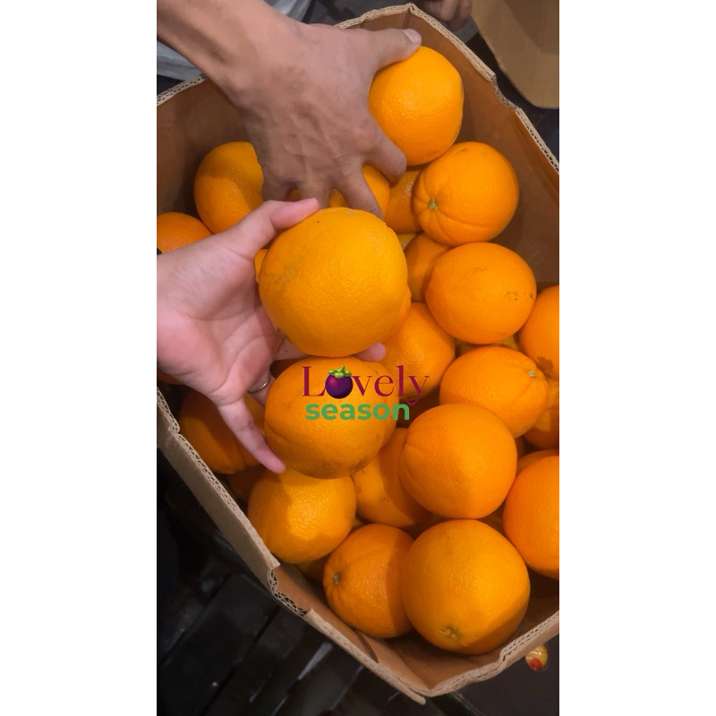 

Sunkist caracara isi 3