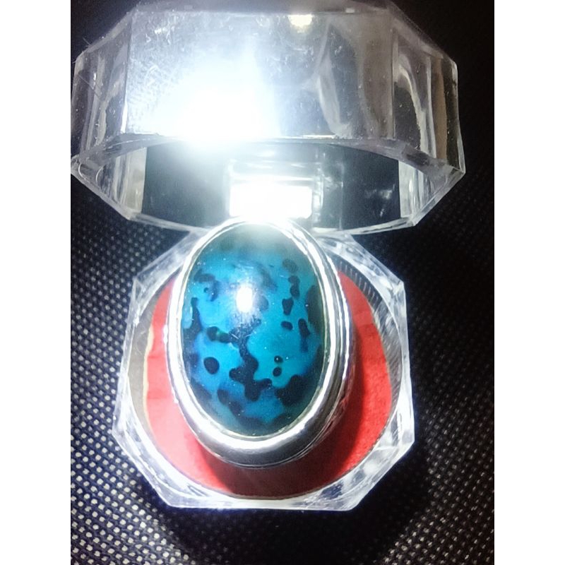 Bacan coklat totol dalmation