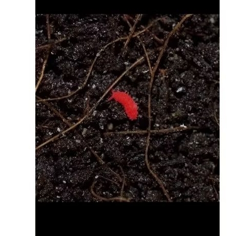 red springtails captive breed pemakan jamur pengurai di ekosistem vivarium, terrarium, and other bio