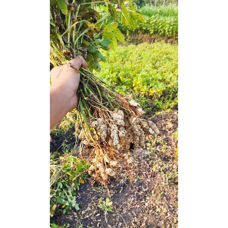 

Kacang Tanah