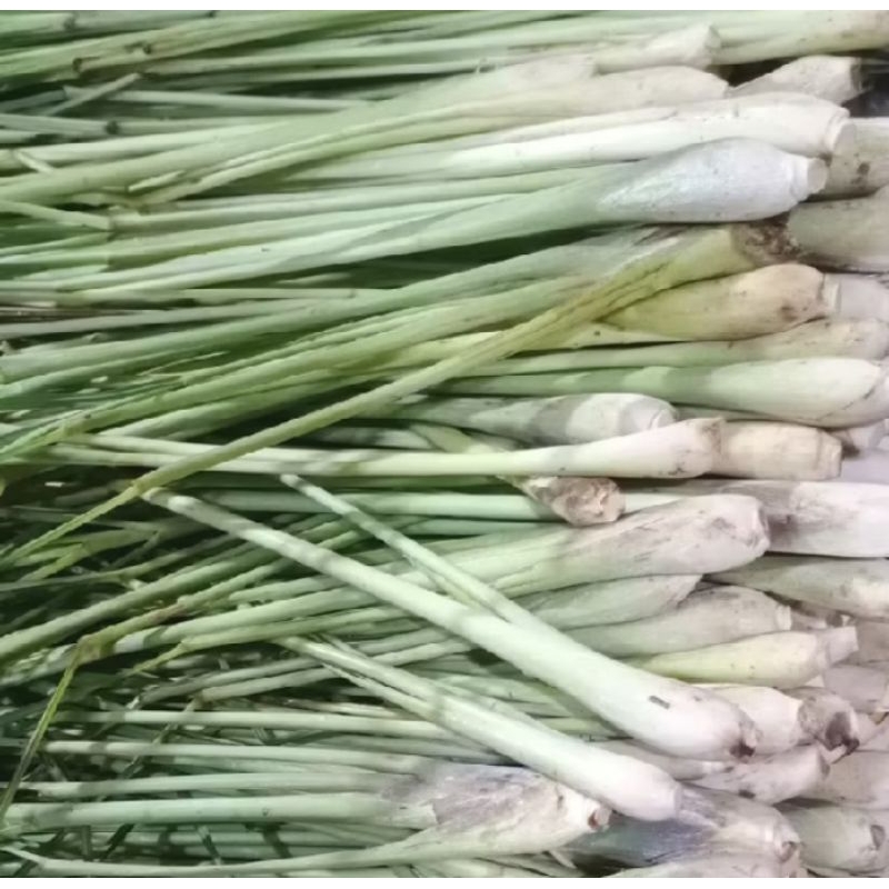 

Sereh bumbu masak / serai wangi