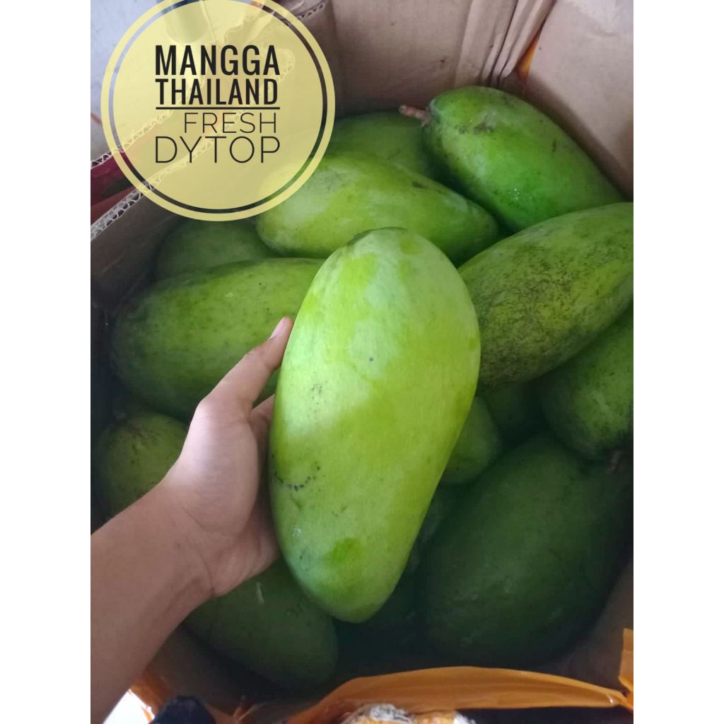 

Mangga Thailand Mangga Bangkok Fresh Cakep Jumbo