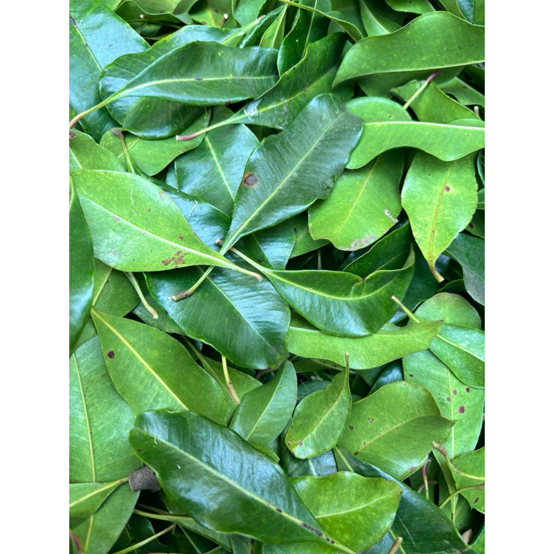 

daun cengkeh, Daun cengkeh segar, daun cengkeh siap kirim