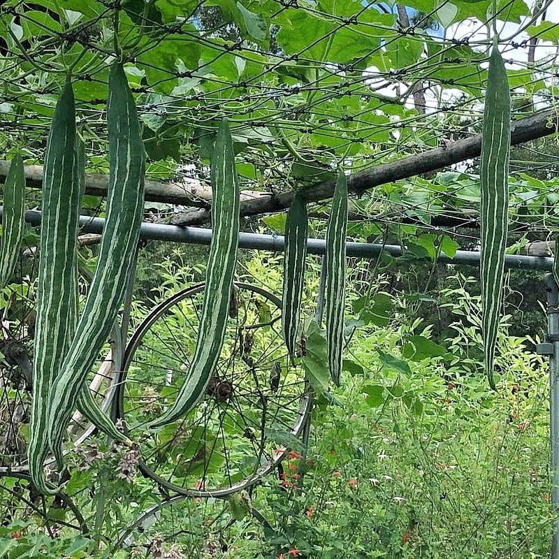 1 Biji Benih Pare Belut Bibit Sayuran Paria Panjang