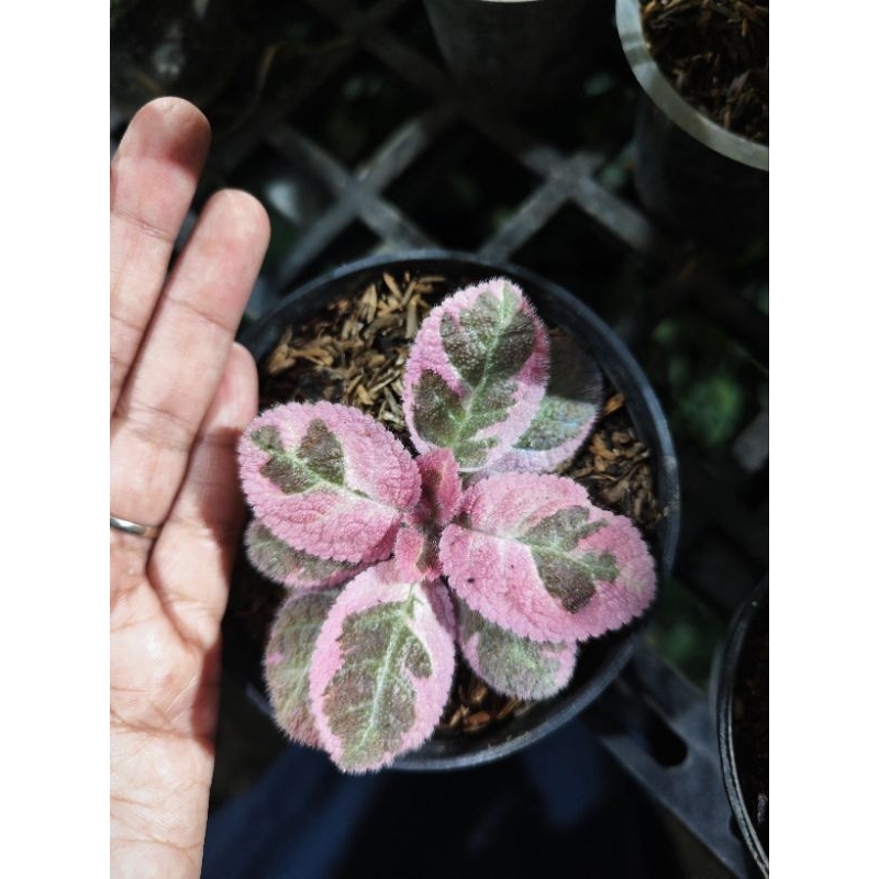 Episcia Pink Smoke