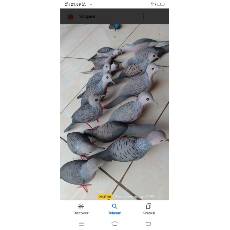 jontrot burung perkutut