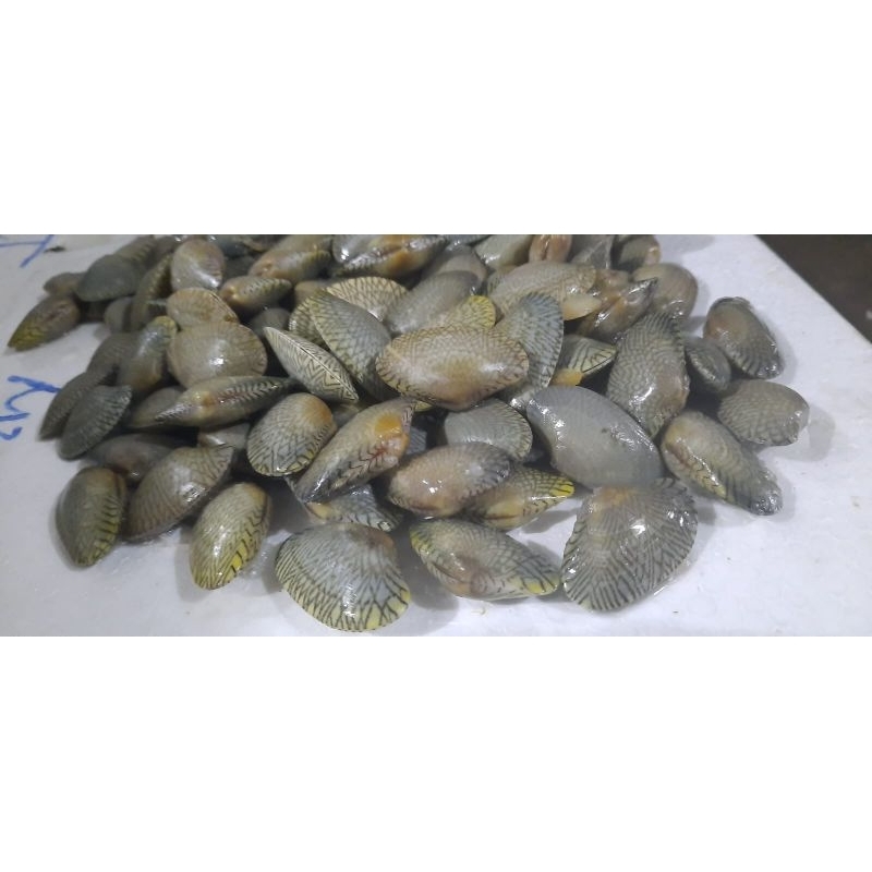 

Kerang batik frozen freesh 1kg