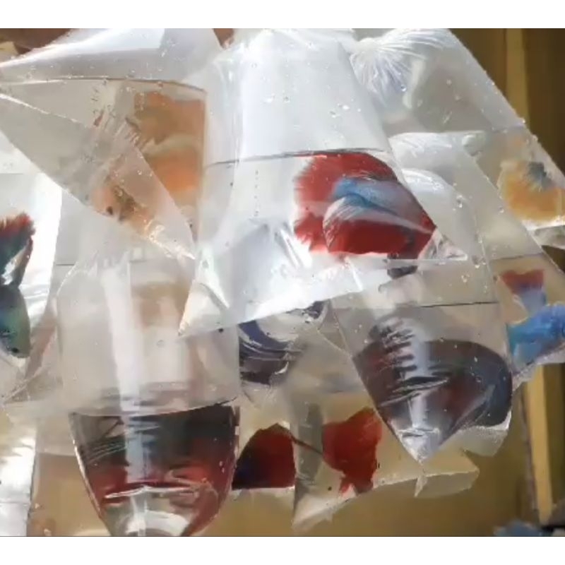 

IKAN CUPANG HALMOON WARNA WARNI MURAH