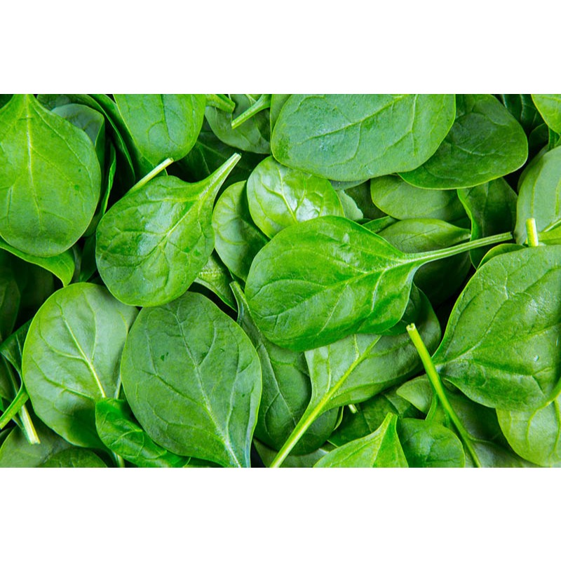 

Baby Spinach (Bayam Hijau Baby) Hidroponik-100gr