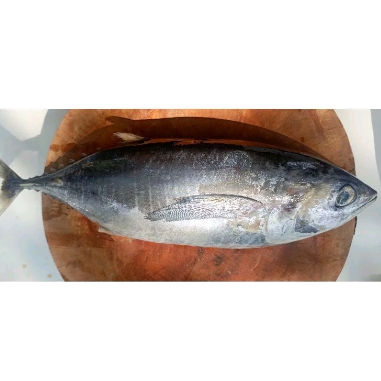 

Ikan Tuna Baby. Harga/Ekor Pilih Dietalase.100 % IKAN TUNA BUKAN TONGKOL ABU, Pal Merah -Jak Barat