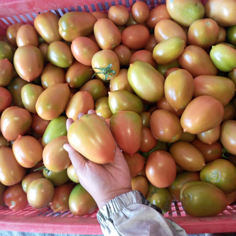 

tomat buah