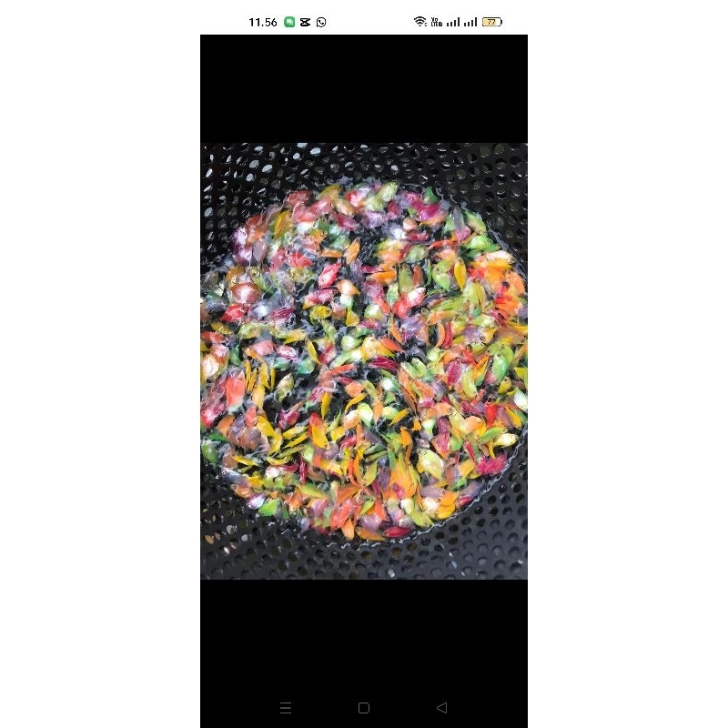 riques glo.fish dan molly