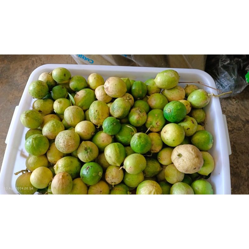 

buah lemon
