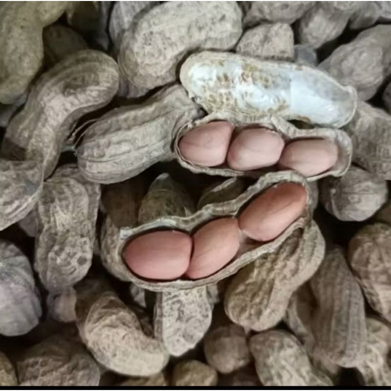 

KACANG TANAH SANGRAI MATANG BERKUALITAS RENYAH DAN WANGI ISI 1 KG