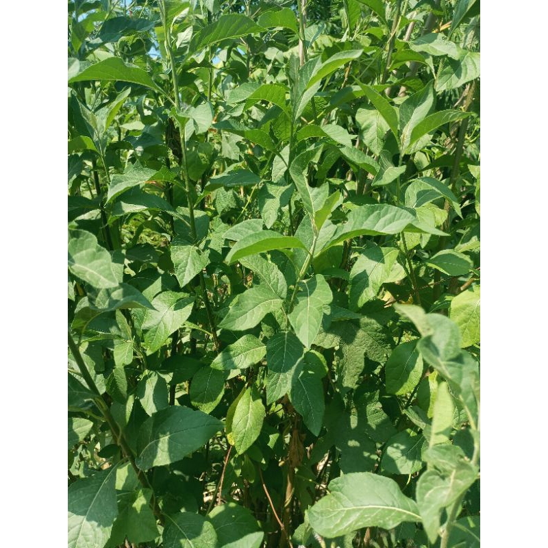 

HERBAL DAUN SAMBUNG NYAWA SEGAR 10gr