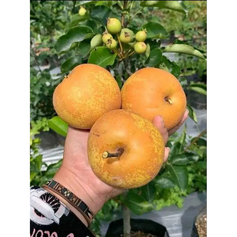 

Bibit Pear Asian/Coklat.Varietas Sunpride Bisa CoD