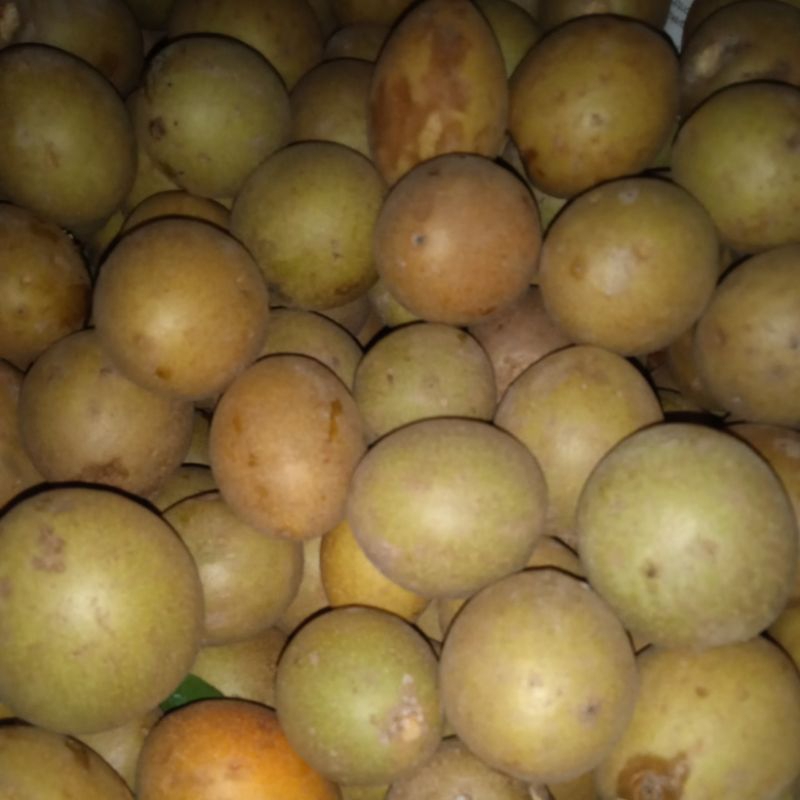 

sawo mentah ukuran besar 1 kg