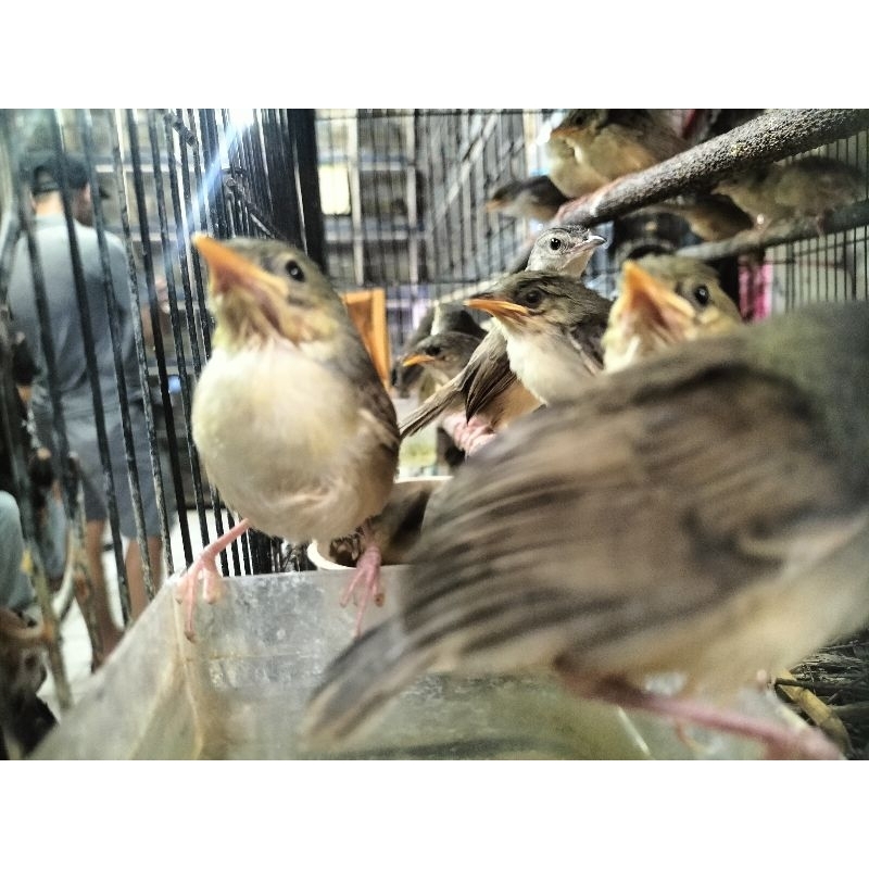 Burung ciblek gunung anakan atau cigun anakan