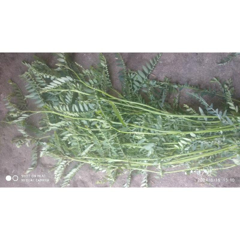 

Daun, Pohon, Akar MENIRAN segar 500gram