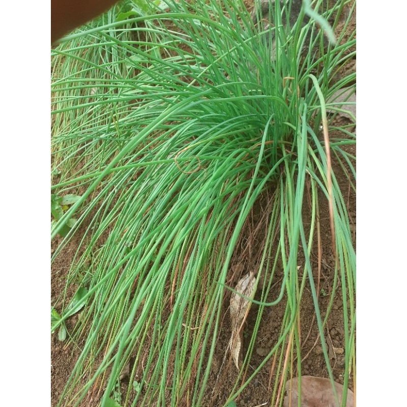 

Bawang Kuncay' bawang rambut 500 gr