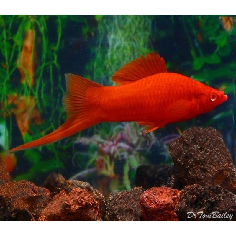 Ikan Hias Platy Blood Red