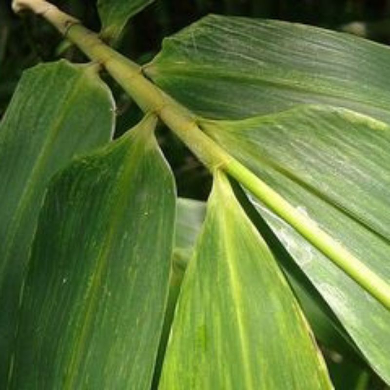 

daun bambu bungkus bakcang