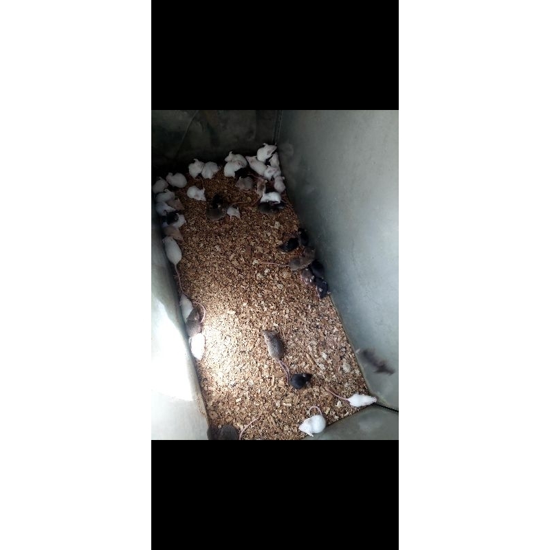 tikus putih mencit