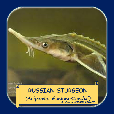 IKAN HIAS AIR TAWAR / IKAN PREDATOR - RUSIIAN STURGEON / ACIPENSER RUSIIAN / DIAMOND STURGEON / ACIP