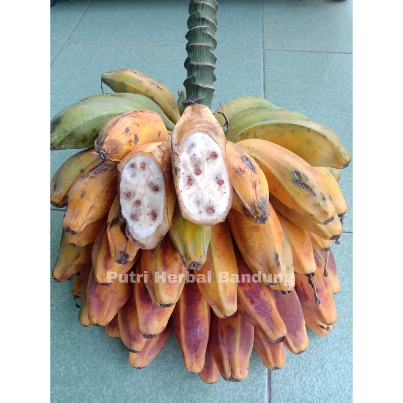 

Pisang klutuk tua atau pisang batu matang per 1 kg