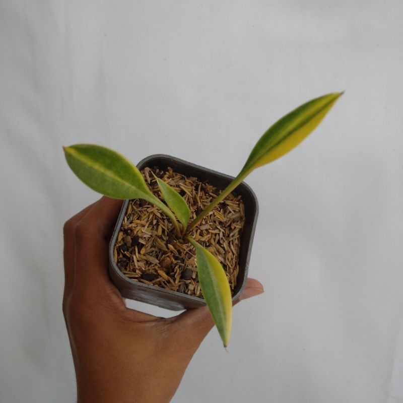 sansevieria concinna variegata