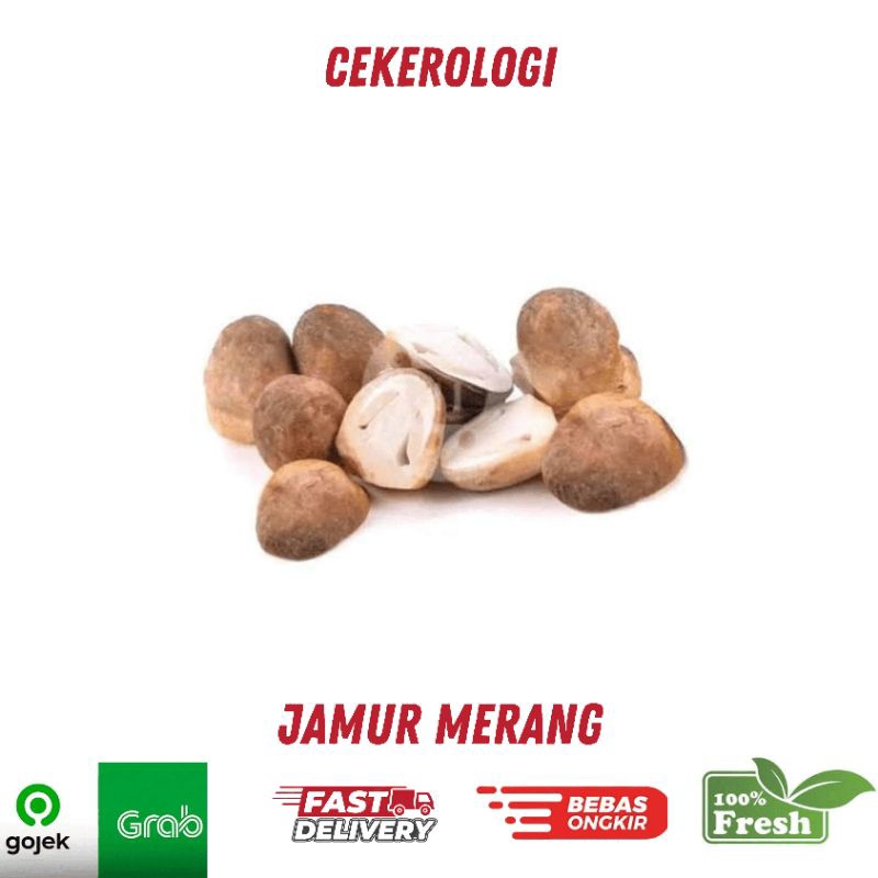 

Jamur Merang 250gr / Jamur Merang / Jamur Merang Fresh Berkualitas / JABODETABEK / Jamur