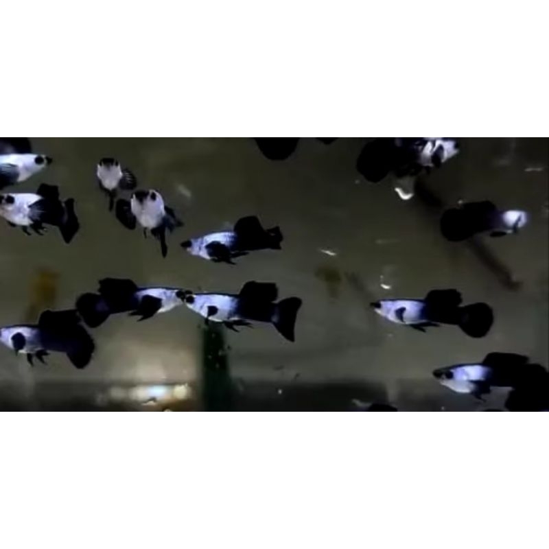 || Obat Ikan || Guppy Panda Mini