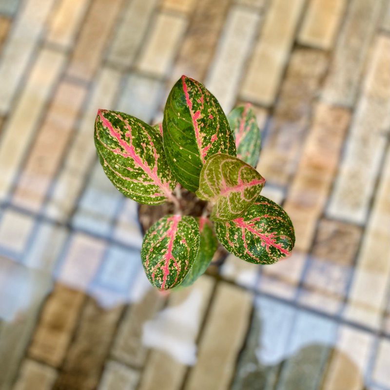 Aglaonema Kendedes r 2