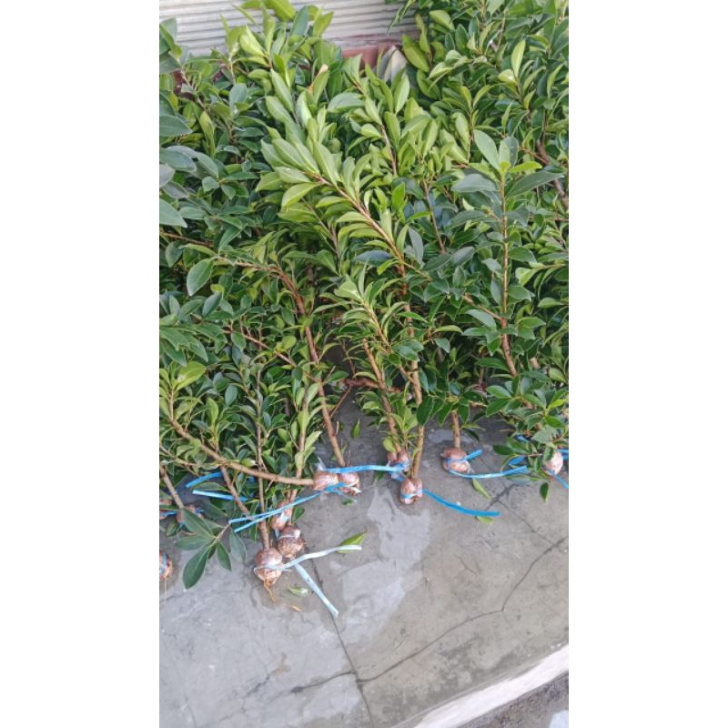 Bibit Ficus Elegan 25btg dan 20btg l