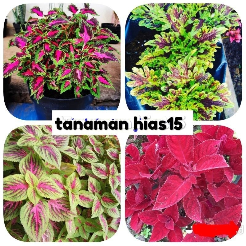 4 pohon miana tanaman hias miyana 4 tanaman - tanaman hias paket 4