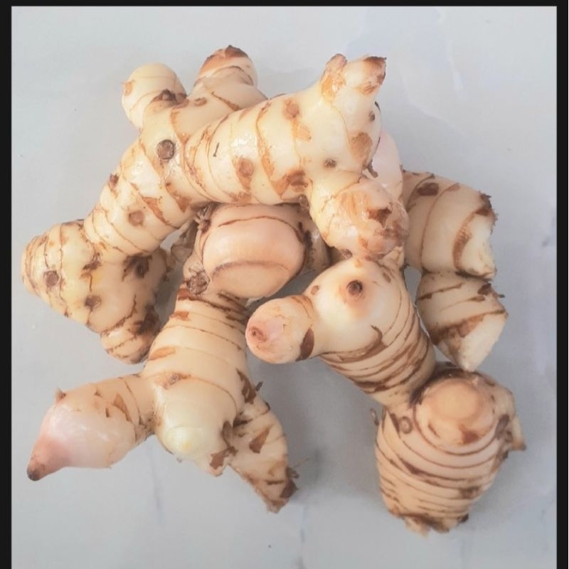 

Lengkuas - Laos - Galangal - Kelawas