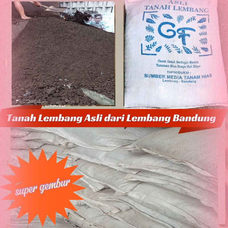 Tanah Lembang Asli tanpa  campuran Asli Lembang Bandung