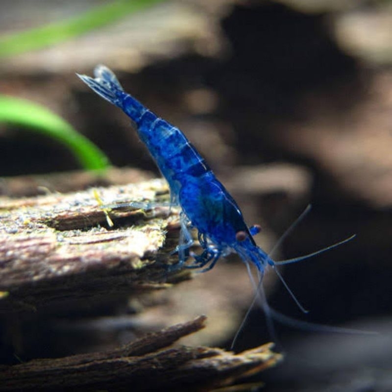 

Blue Velvet Hias Aquascape