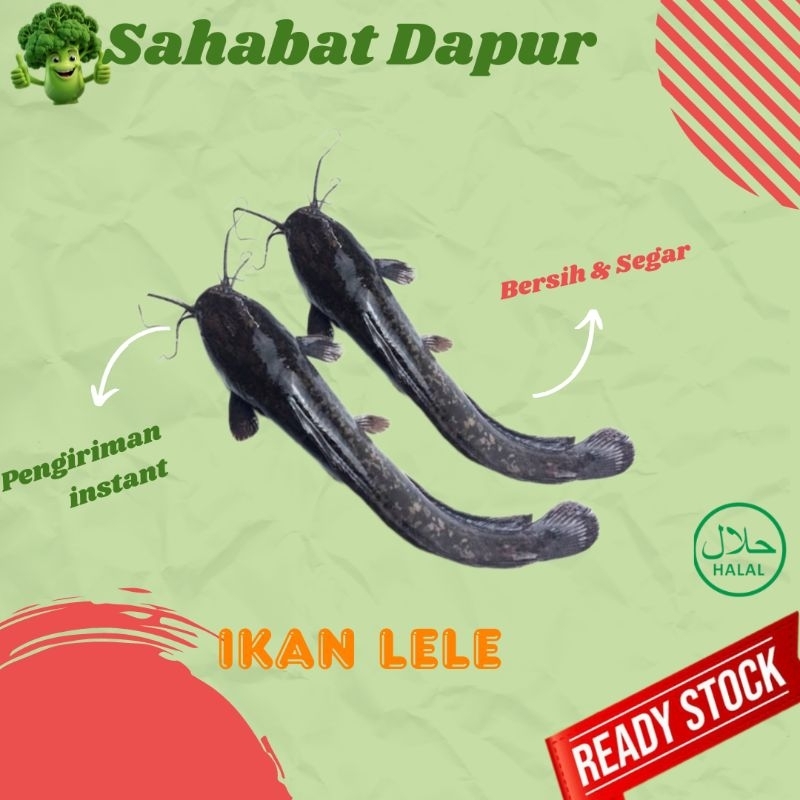 

Ikan Lele fresh - ikan segar - Sahabat Dapur Delivery