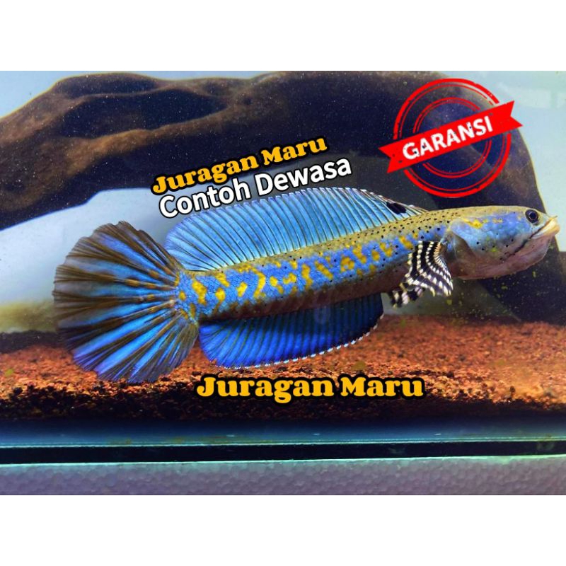 Channa Blue Pulchra Full Dot/Yellow Spot,Channa BP Yellow Spot Bahan Progres Size 5-6Cm Sampai 9Cm-1