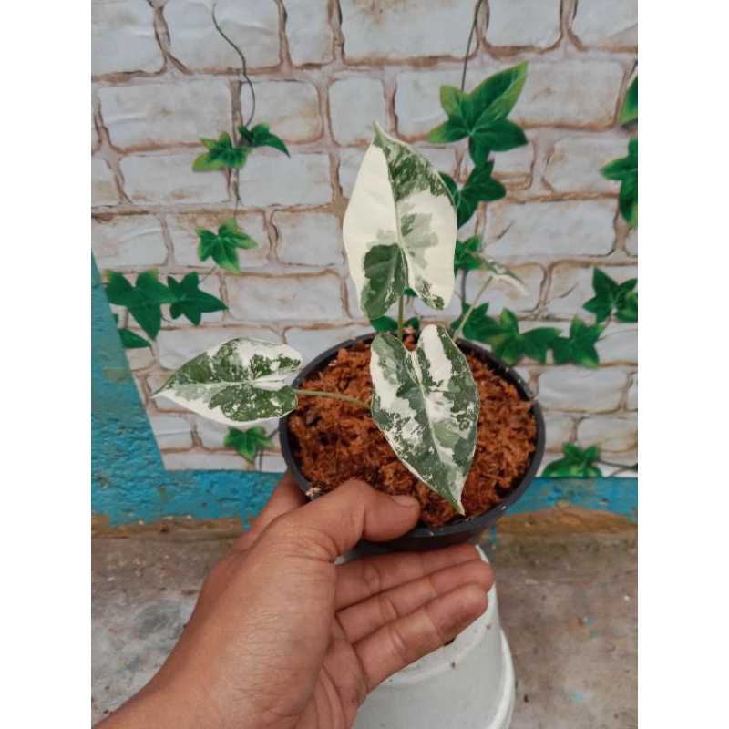 alocasia frydek variegata