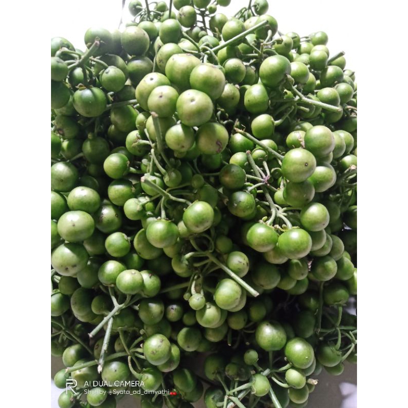 

Leunca murah (1 kg)