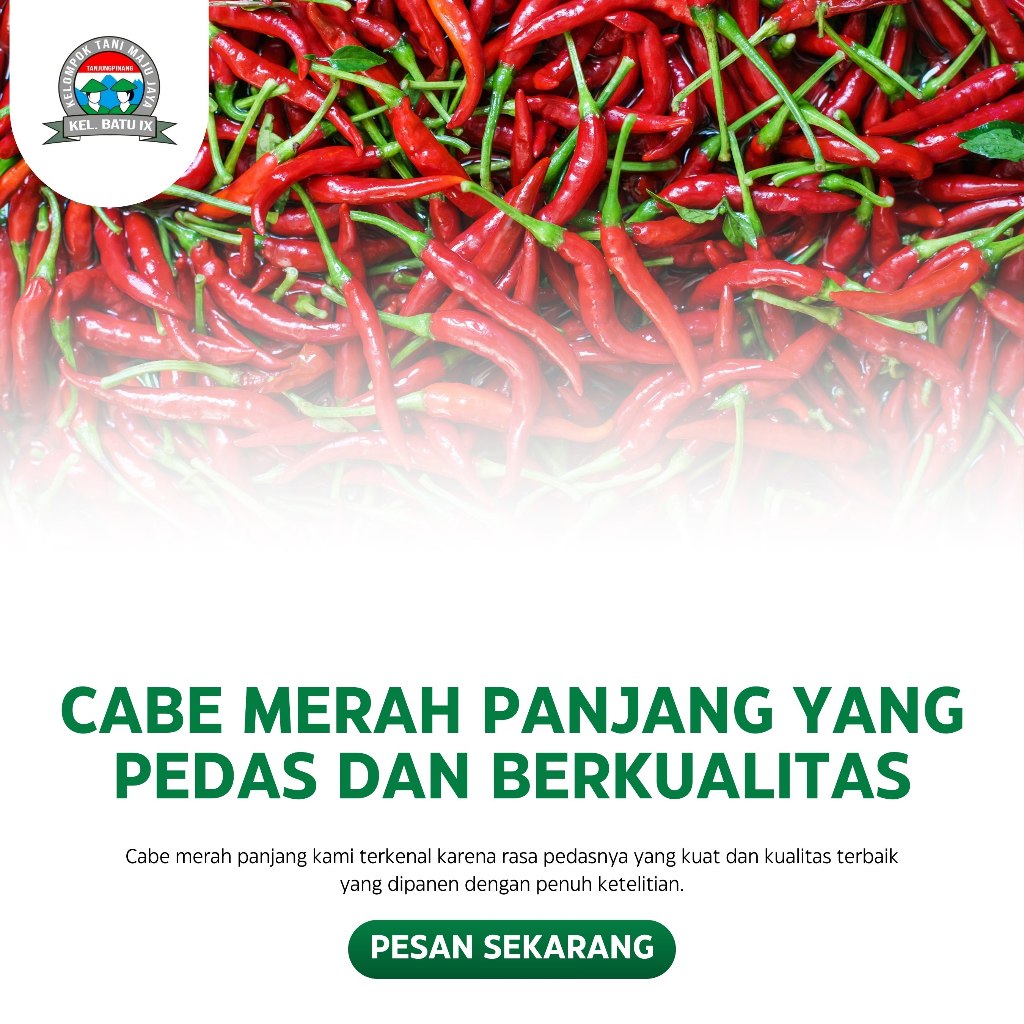 

Cabai Merah | Koperasi Maju Jaya Farm