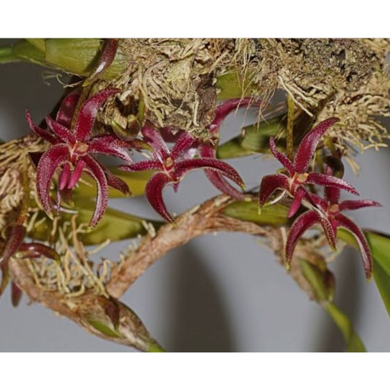 bulbopyllum patens /anggrek/Orchid/tanaman/bunga