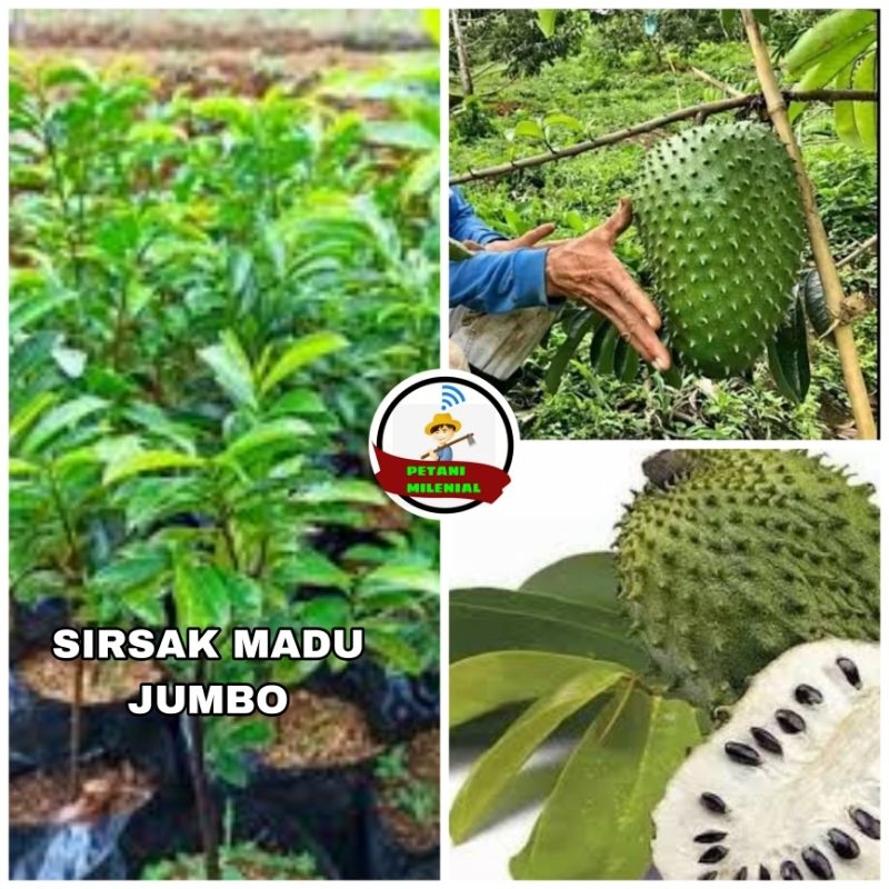 

SIRSAK MADU JUMBO